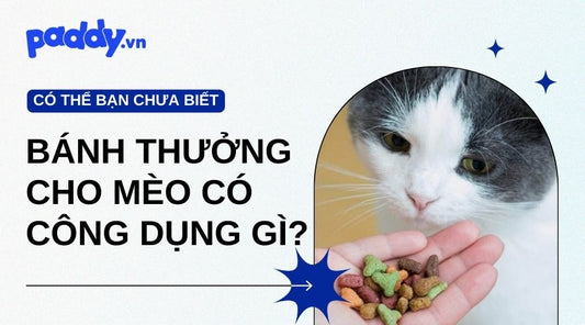 Bánh Thưởng Cho Mèo Mang Lại Những Công Dụng Vượt Trội Gì? - Paddy Pet Shop