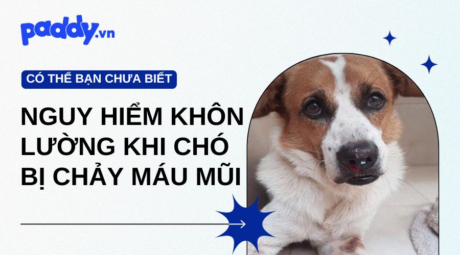 Nguy Hiểm Khôn Lường Khi Chó Bị Chảy Máu Mũi - Paddy Pet Shop