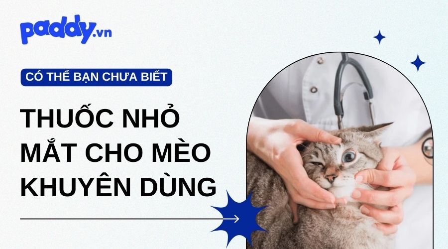 Các Loại Thuốc Nhỏ Mắt Cho Mèo Được Khuyên Dùng