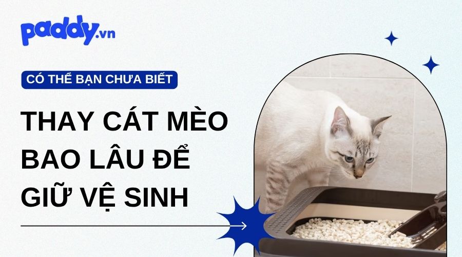 Nên thay cát mèo trong bao lâu để đảm bảo vệ sinh