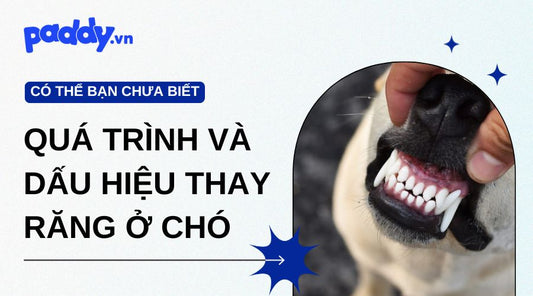 Quá trình thay răng ở chó và dấu hiệu chó thay răng