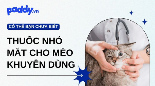 Các Loại Thuốc Nhỏ Mắt Cho Mèo Được Khuyên Dùng