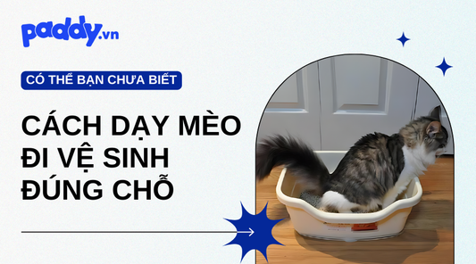 Cách dạy mèo đi vệ sinh đúng chỗ - Paddy Pet Shop