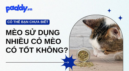 mèo sử dụng nhiều cỏ mèo có tốt không