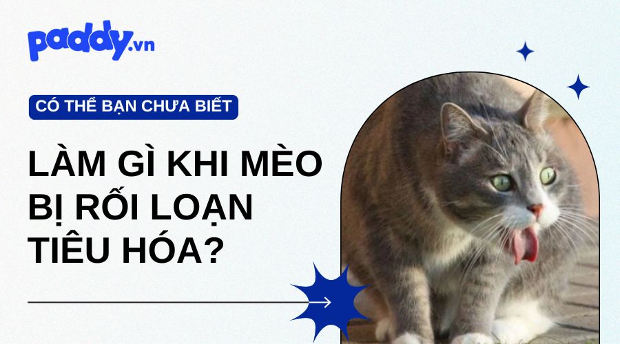 Nên Làm Gì Khi Mèo Bị Rối Loạn Tiêu Hóa?