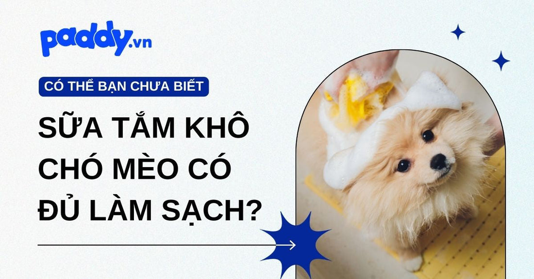 Sữa tắm khô cho chó mèo có đủ làm sạch? Gợi ý các loại sữa tắm khô an toàn, khử mùi lâu