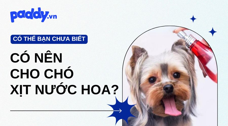 Có Nên Xịt Nước Hoa Cho Chó Không? - Paddy Pet Shop