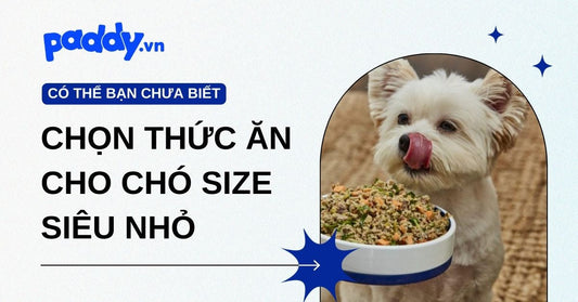 Cách chọn thức ăn cho chó size siêu nhỏ: Dinh dưỡng đạt chuẩn, tiêu hoá dễ dàng