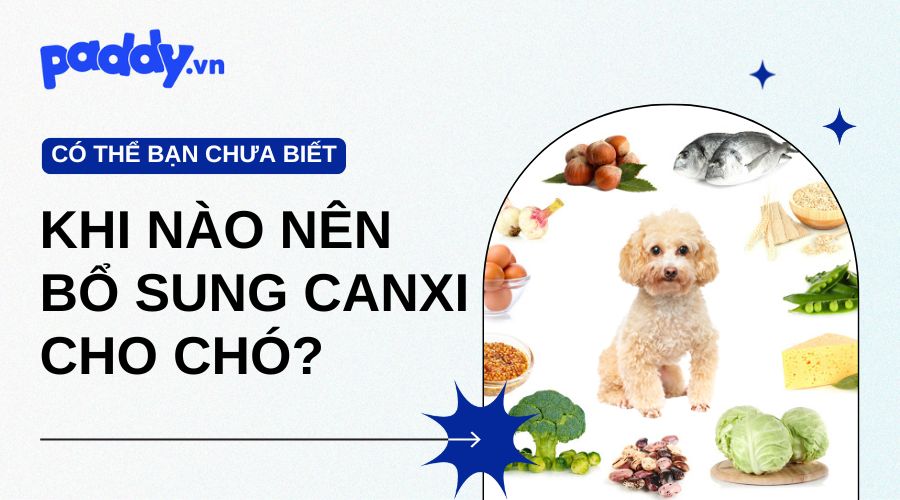 Khi nào nên bổ sung thêm canxi cho chó