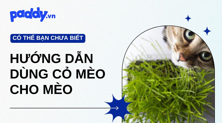 hướng dẫn dùng cỏ mèo cho mèo