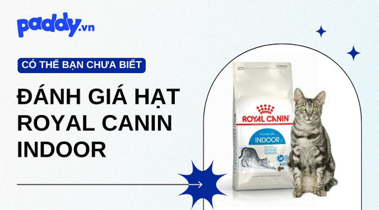 Đánh Giá Sản Phẩm Hạt Royal Canin Indoor Cho Chó Và Cho Mèo - Paddy Pet Shop