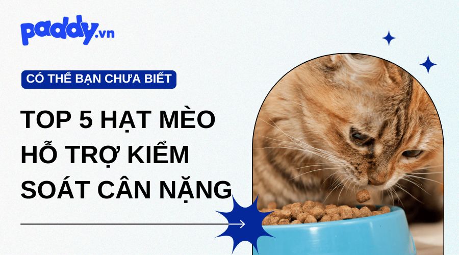 Top 5 thức ăn hạt cho mèo hỗ trợ kiểm soát cân nặng hiệu quả