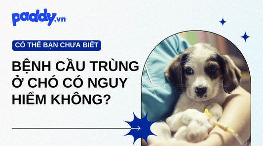 bệnh cầu trùng ở chó