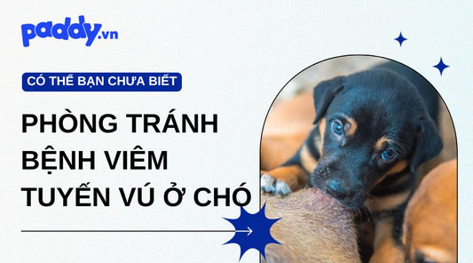 Bệnh viêm tuyến vú ở chó - cách phòng tránh và điều trị