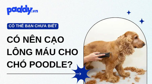 Có Nên Cạo Lông Máu Cho Chó Poodle?