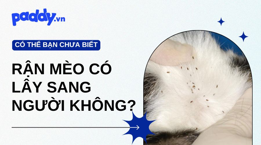 Rận Mèo Có Lây Sang Người Hay Không?