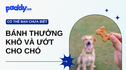 Điểm Khác Nhau Giữa Bánh Thưởng Khô Và Ướt Cho Chó