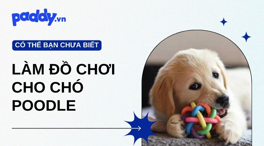 Cách Làm Đồ Chơi Cho Chó Poodle Ưa Thích - Paddy Pet Shop