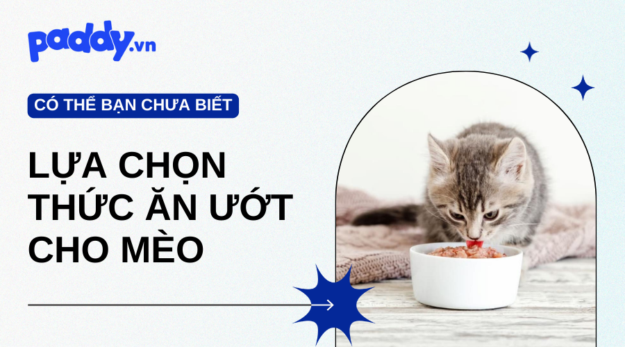 Lựa chọn thức ăn ướt cho mèo