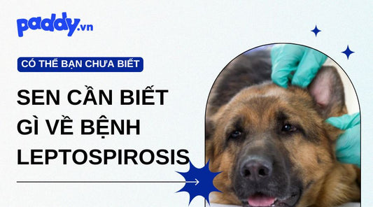 Những Điều Chủ Nuôi Cần Biết Về Bệnh Leptospirosis