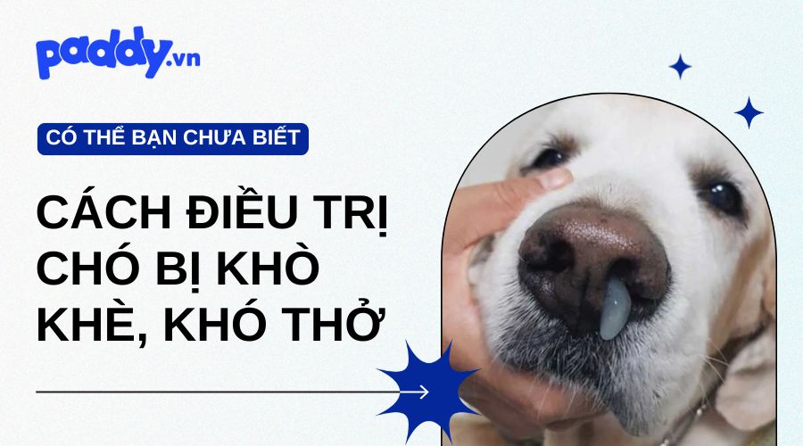 Nguyên Nhân Và Cách Điều Trị Chó Bị Khò Khè, Khó Thở