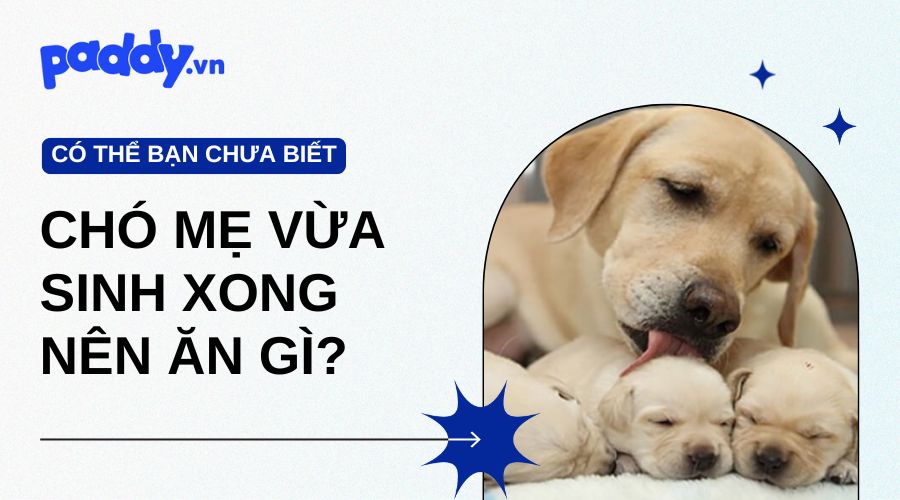 Chó mẹ vừa sinh xong nên ăn gì