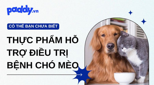 Các dòng thực phẩm hỗ trợ điều trị bệnh chó mèo hiệu quả