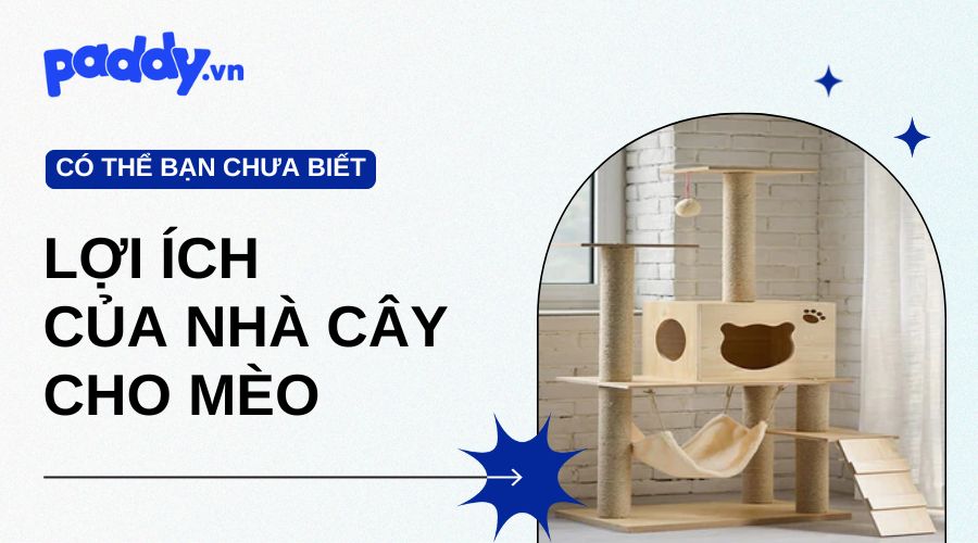 lợi ích của nhà cây cho mèo