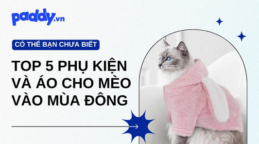 5 Mẫu Phụ Kiện Và Áo Cho Mèo Mùa Đông Đáng Yêu Nhất - Paddy Pet Shop