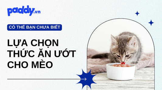 Lựa chọn thức ăn ướt cho mèo