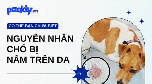 Chó Bị Nấm Trên Da Và Những Nguyên Nhân Phổ Biến Nhất - Paddy Pet Shop