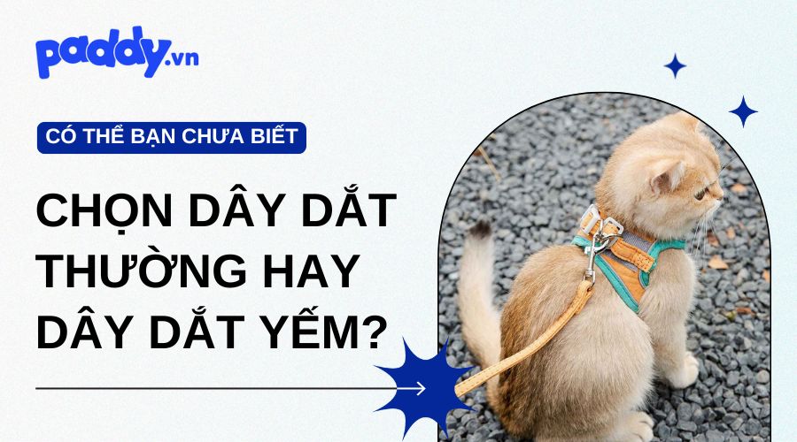 Nên Chọn Dây Dắt Thường Hay Dây Dắt Yếm Cho Mèo?