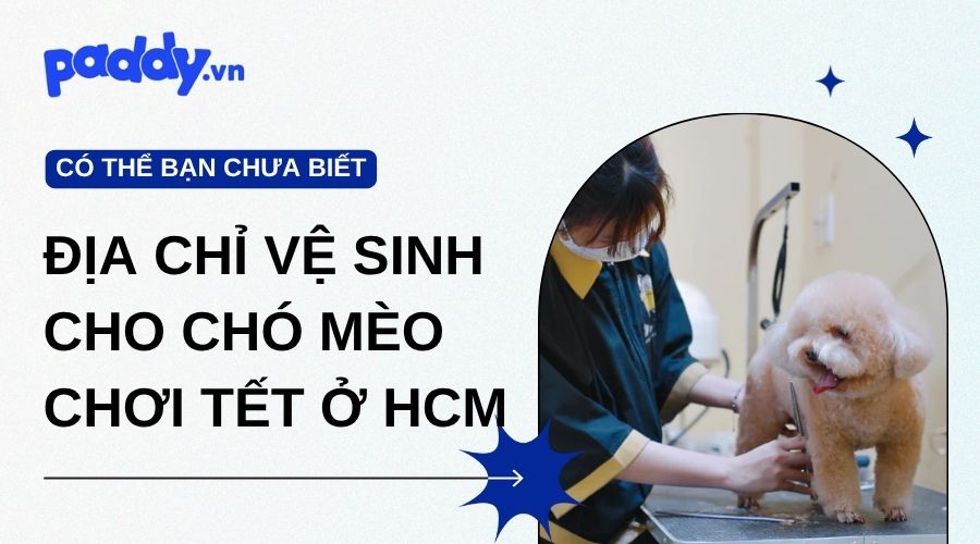 Địa Chỉ Vệ Sinh Toàn Thân Cho Chó Mèo Chơi Tết TPHCM