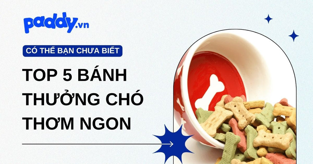 Top 5 bánh thưởng cho chó thơm ngon, dễ tiêu, giúp cún ngoan và khỏe