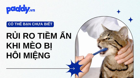 Rủi ro tiềm ẩn bên trong khi mèo bị hôi miệng - Paddy Pet Shop