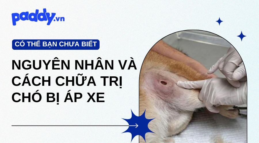 chó bị áp xe