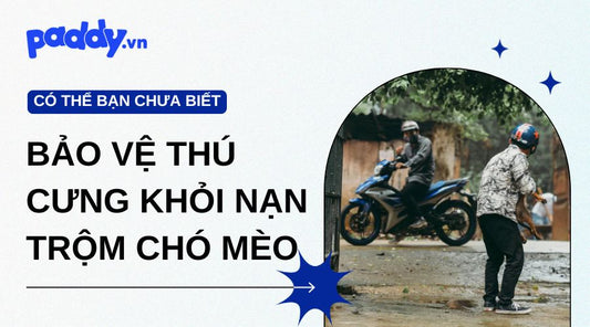 Cần Làm Gì Để Bảo Vệ Thú Cưng Khỏi Nạn Trộm Chó Mèo