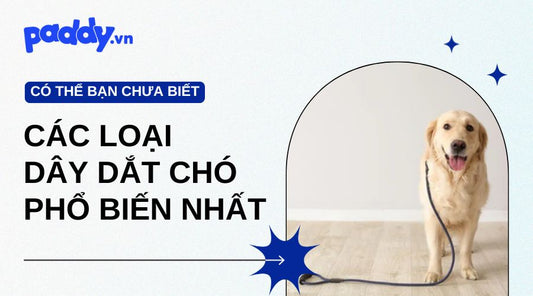 các loại dây dắt chó phổ biến nhất