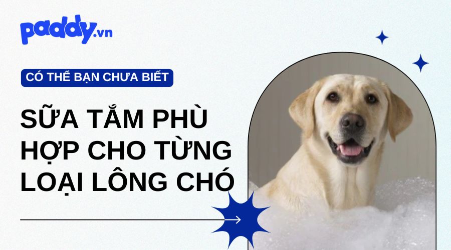 Gợi ý các loại sữa tắm phù hợp cho từng loại lông chó