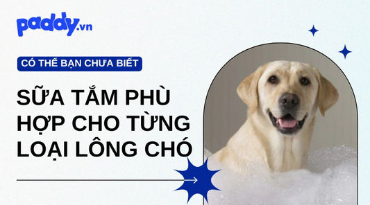 Gợi ý các loại sữa tắm phù hợp cho từng loại lông chó