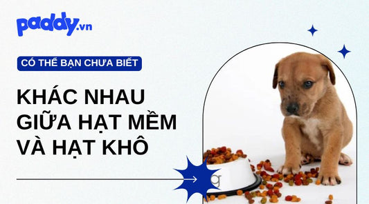 Khác Nhau Giữa Hạt Mềm Và Hạt Khô Cho Chó