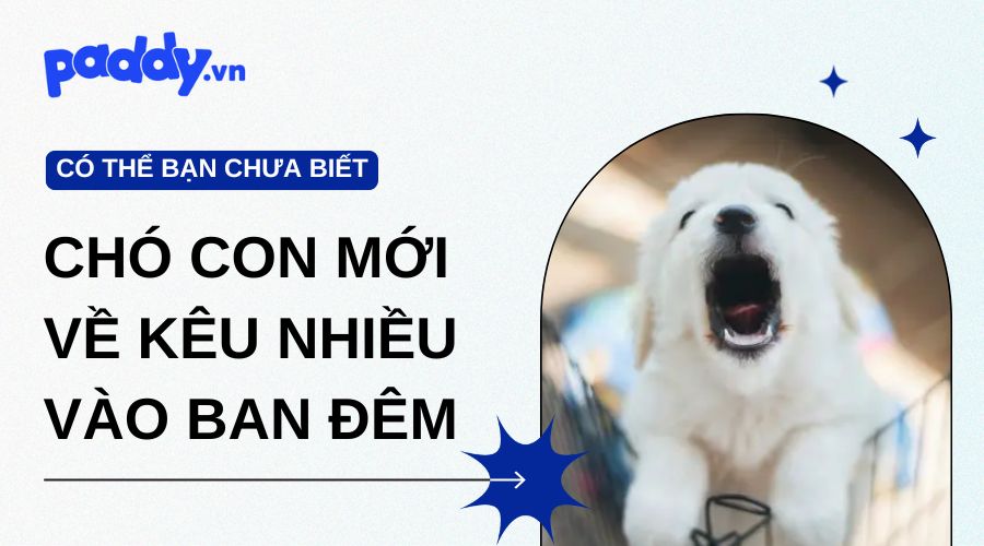 Chó Con Mới Về Nhà Kêu Nhiều Vào Ban Đêm Phải Làm Sao?