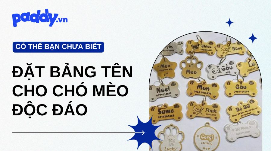 Tìm Hiểu Về Đặt Bảng Tên Cho Chó Mèo Độc Đáo