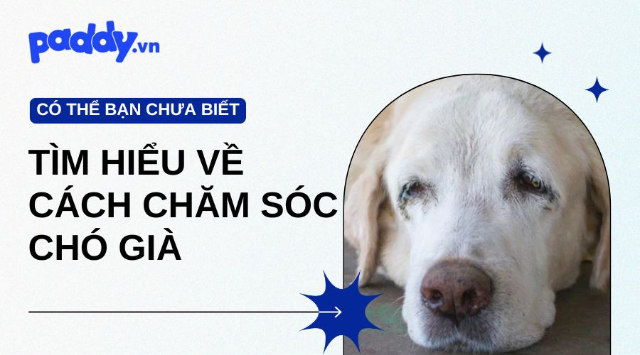 Cách chăm sóc chó già