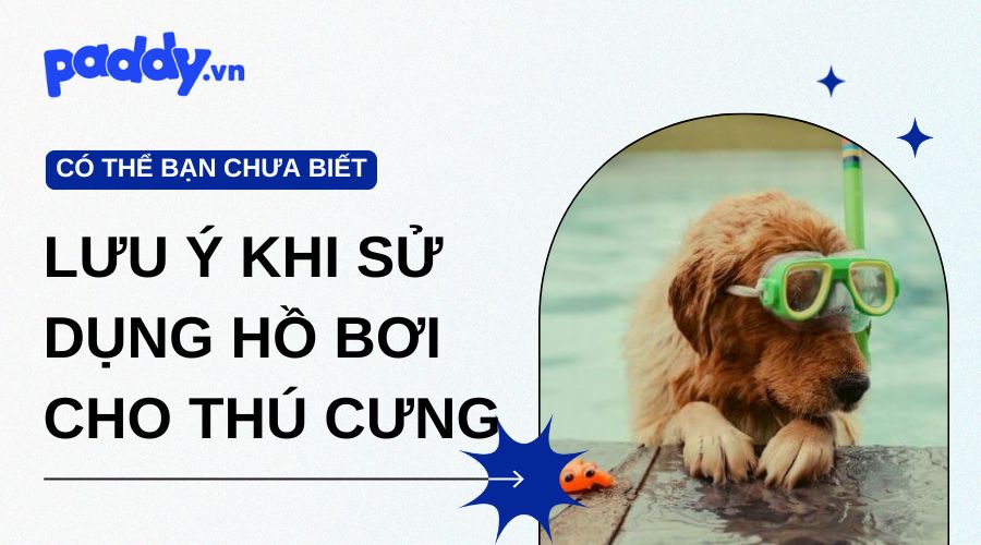 Những điều cần biết khi sử dụng hồ bơi cho thú cưng