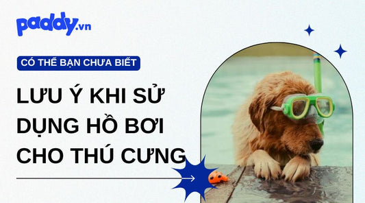 Những điều cần biết khi sử dụng hồ bơi cho thú cưng