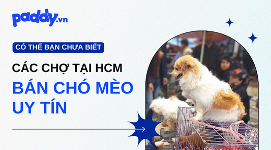 Chợ Bán Chó Mèo Uy Tín Sài Gòn - Paddy Pet Shop