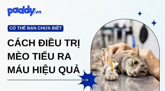 Mèo Tiểu Ra Máu: Nguyên Nhân Và Cách Điều Trị Hiệu Quả
