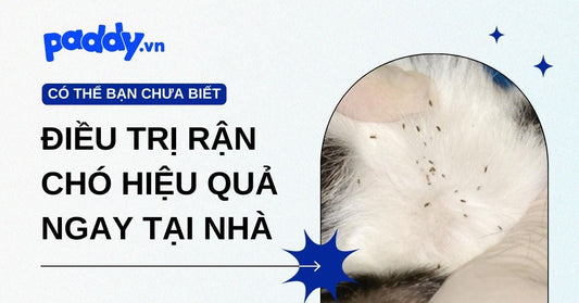Tìm hiểu nguồn gốc và cách điều trị rận chó hiệu quả, an toàn ngay tại nhà