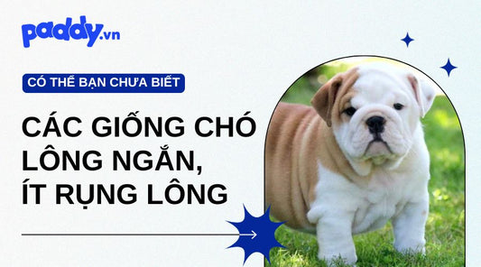 Giống chó lông ngắn, ít rụng lông